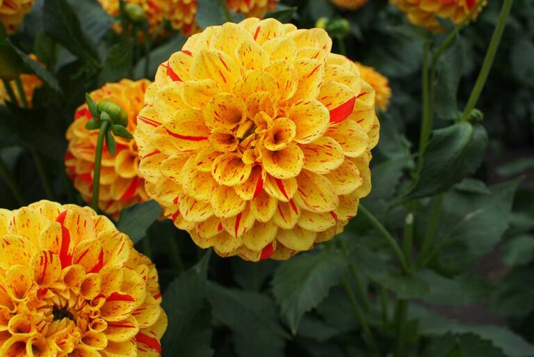 Hamburg-Altona-Altonaer-Volkspark-Dahliengarten-Sonnendahlie